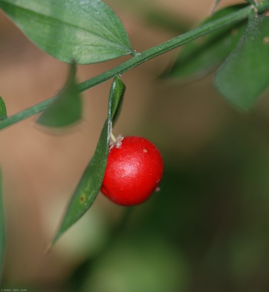 Ruscus aculeatus L. Asparagaceae - Petit-houx