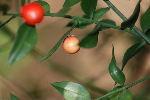 Ruscus aculeatus L. Asparagaceae - Petit-houx