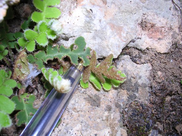 Asplenium ceterach L. Aspleniaceae-Cétérac