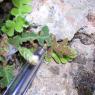 Asplenium ceterach