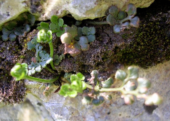 Asplenium ruta-muraria L. Aspleniaceae - Rue des murailles