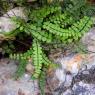 Asplenium trichomanes L. Aspleniaceae - Capillaire des murailles