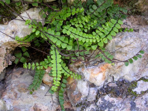 Asplenium trichomanes L. Aspleniaceae - Capillaire des murailles