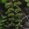 Asplenium trichomanes L. Aspleniaceae - Capillaire des murailles