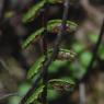 Asplenium trichomanes L. Aspleniaceae - Capillaire des murailles