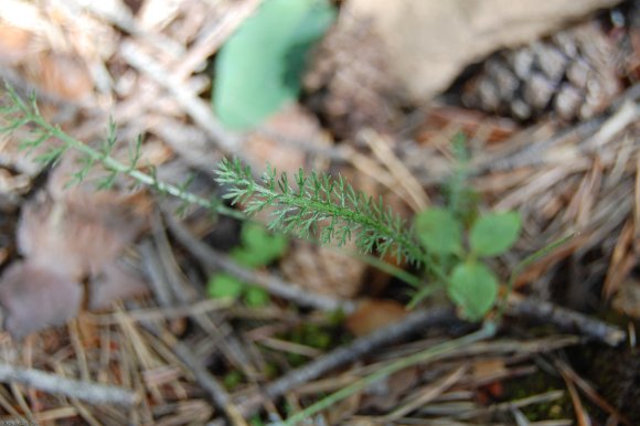 Achillea millefolium L. Asteraceae - Achillée millefeuille