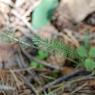 Achillea millefolium