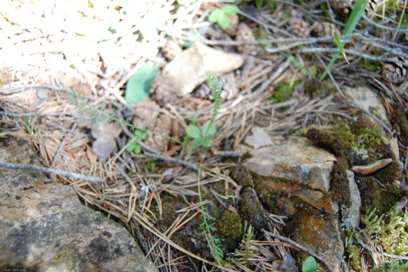 Achillea millefolium L. Asteraceae - Achillée millefeuille
