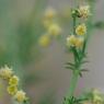 Artemisia annua L. Asteraceae - Armoise annuelle