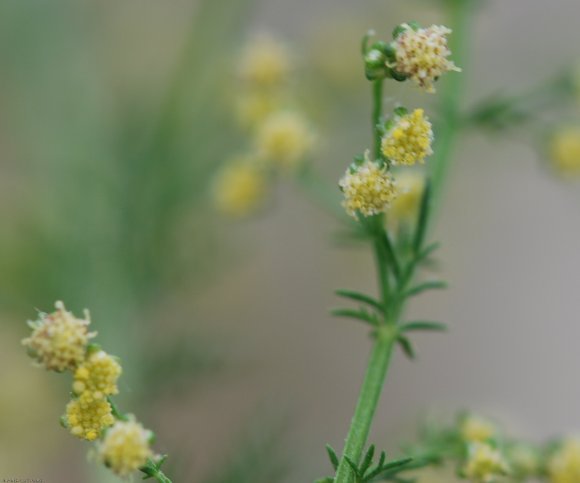 Artemisia annua L. Asteraceae - Armoise annuelle