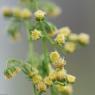 Artemisia annua L. Asteraceae - Armoise annuelle