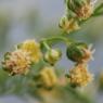 Artemisia annua L. Asteraceae - Armoise annuelle