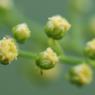 Artemisia annua L. Asteraceae - Armoise annuelle