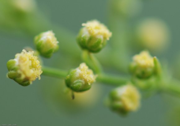 Artemisia annua L. Asteraceae - Armoise annuelle