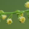 Artemisia annua L. Asteraceae - Armoise annuelle