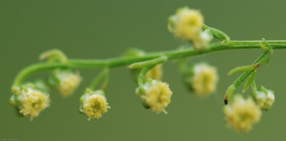 Artemisia annua L. Asteraceae - Armoise annuelle