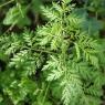 Artemisia annua L. Asteraceae - Armoise annuelle