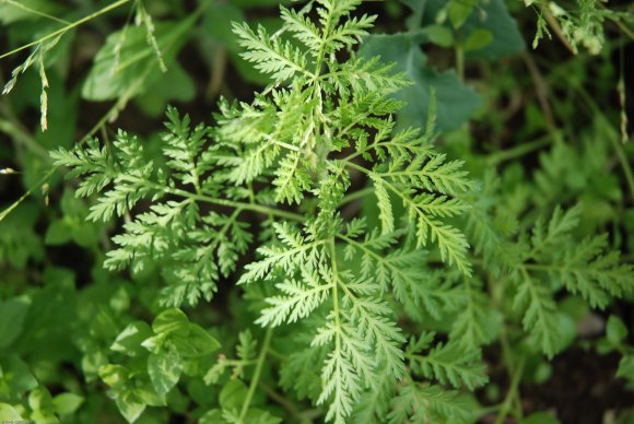 Artemisia annua L. Asteraceae - Armoise annuelle