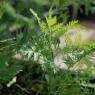 Artemisia annua L. Asteraceae - Armoise annuelle