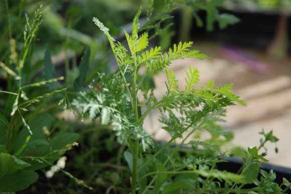 Artemisia annua L. Asteraceae - Armoise annuelle