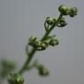 Artemisia annua L. Asteraceae - Armoise annuelle