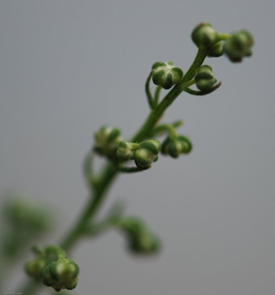 Artemisia annua L. Asteraceae - Armoise annuelle