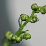 Artemisia annua L. Asteraceae - Armoise annuelle