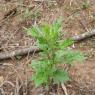 Artemisia vulgaris L. Asteraceae - Armoise commune