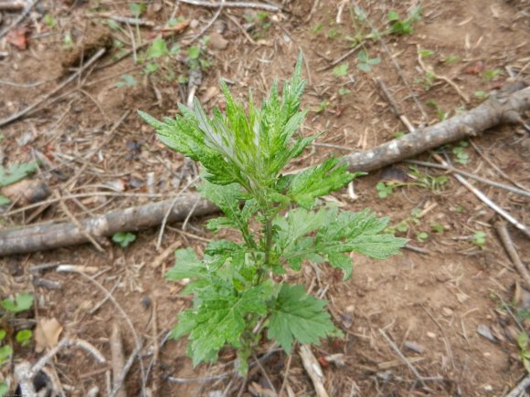 Artemisia vulgaris L. Asteraceae - Armoise commune