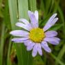 Aster pyrenaeus