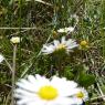 Bellis perennis L. Asteraceae
-Pâquerette