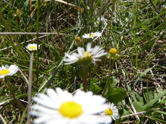 Bellis perennis L. Asteraceae
-Pâquerette