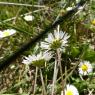 Bellis perennis L. Asteraceae
-Pâquerette