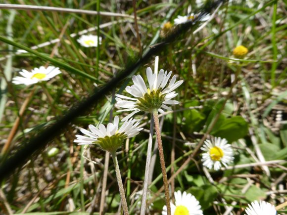 Bellis perennis L. Asteraceae
-Pâquerette