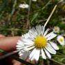 Bellis perennis L. Asteraceae
-Pâquerette