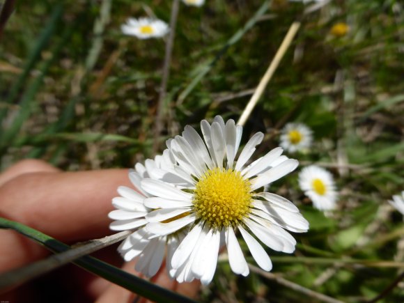 Bellis perennis L. Asteraceae
-Pâquerette