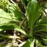 Bellis perennis L. Asteraceae
-Pâquerette