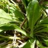 Bellis perennis