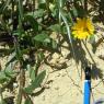 Calendula arvensis L. Asteraceae-Souci des champs