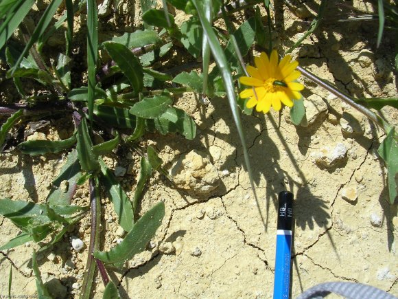 Calendula arvensis L. Asteraceae-Souci des champs