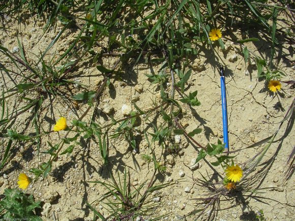 Calendula arvensis L. Asteraceae-Souci des champs