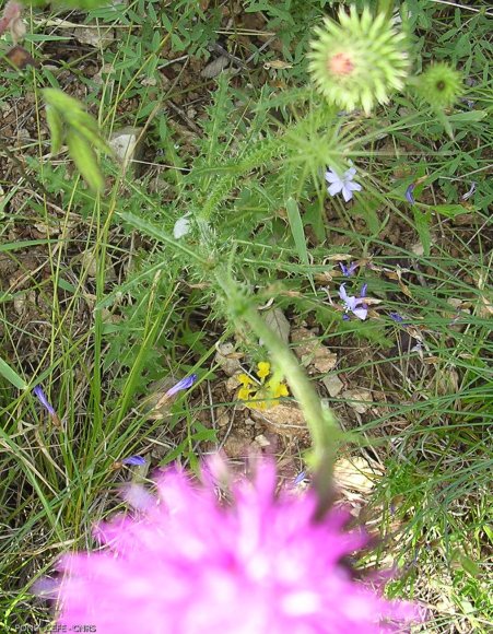 Carduus nigrescens subsp. vivariensis (Jord.) Bonnier & Layens A