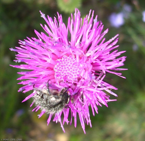 Carduus nigrescens subsp. vivariensis (Jord.) Bonnier & Layens A