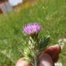 Carduus pycnocephalus L. Asteraceae Chardon à capitules denses