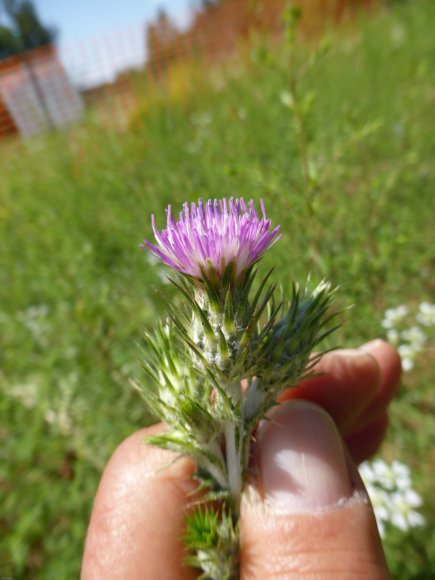 Carduus pycnocephalus L. Asteraceae Chardon à capitules denses