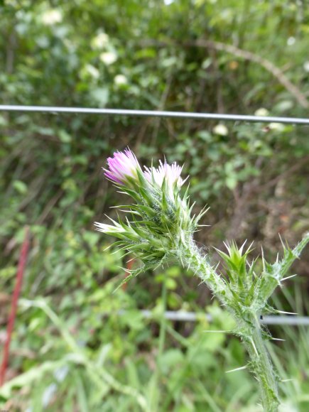 Carduus tenuiflorus Curtis Asteraceae
Chardon à capitules grêles