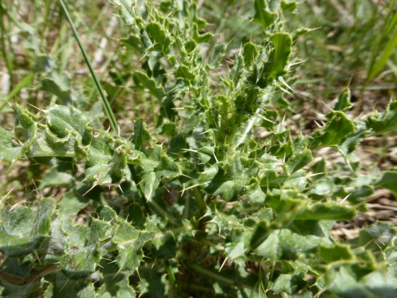 Carduus tenuiflorus Curtis Asteraceae
Chardon à capitules grêles