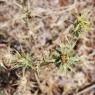 Carthamus lanatus L. Asteraceae - Carthame laineux