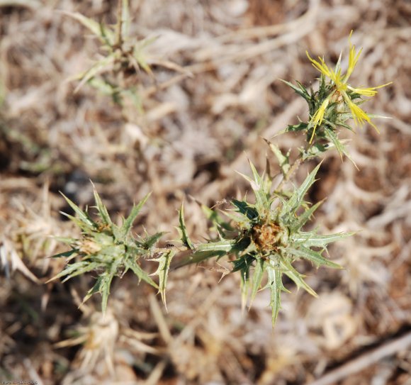 Carthamus lanatus L. Asteraceae - Carthame laineux