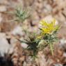 Carthamus lanatus L. Asteraceae - Carthame laineux